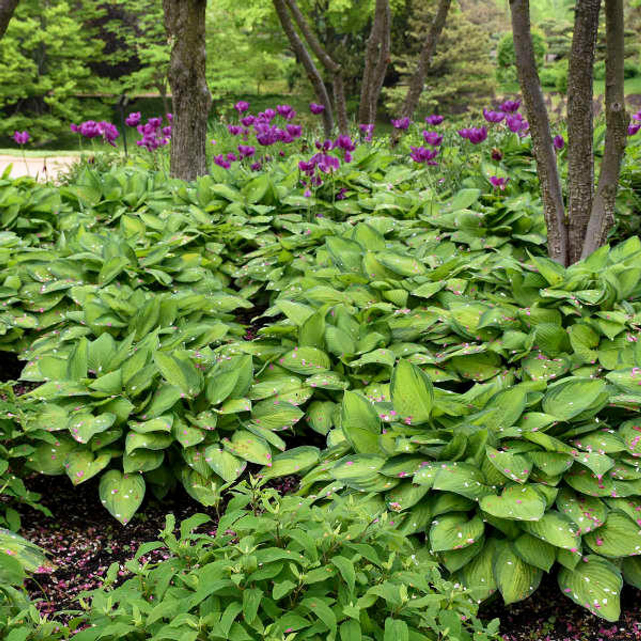 Hosta 'Gold Standard' (25) BR Plants