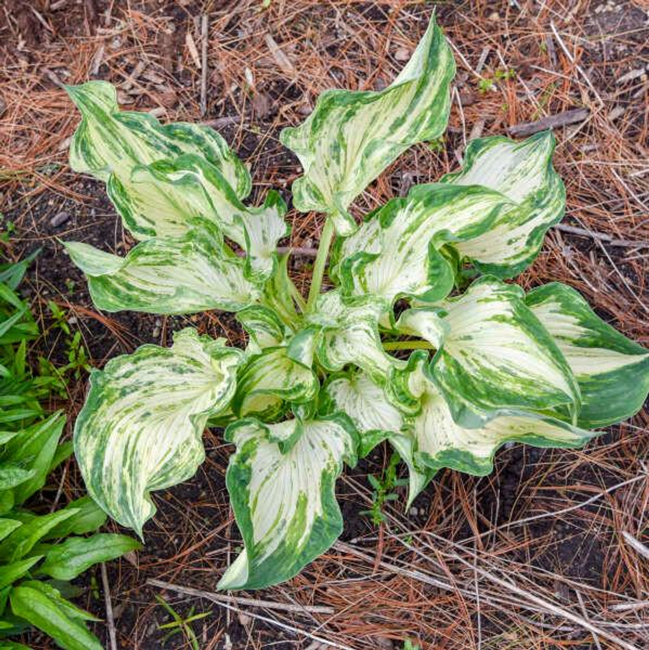 Hosta 'Frog in My Throat'  (20)ct Flat   Hosta 'Frog in My Throat'  (20)ct Flat