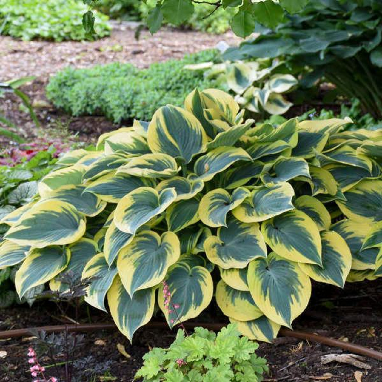 Hosta 'First Frost' (25) BR Plants   Hosta 'First Frost' (25) BR Plants