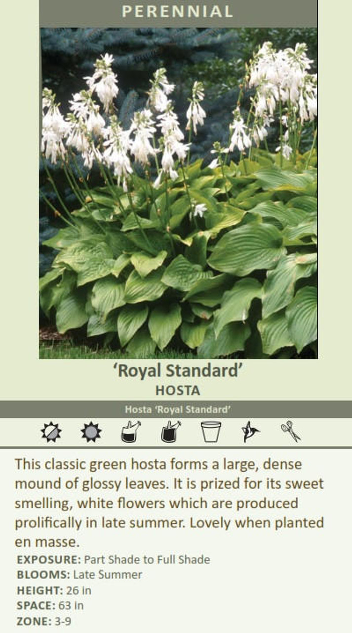 Hosta Royal Standard 25 BR Plants