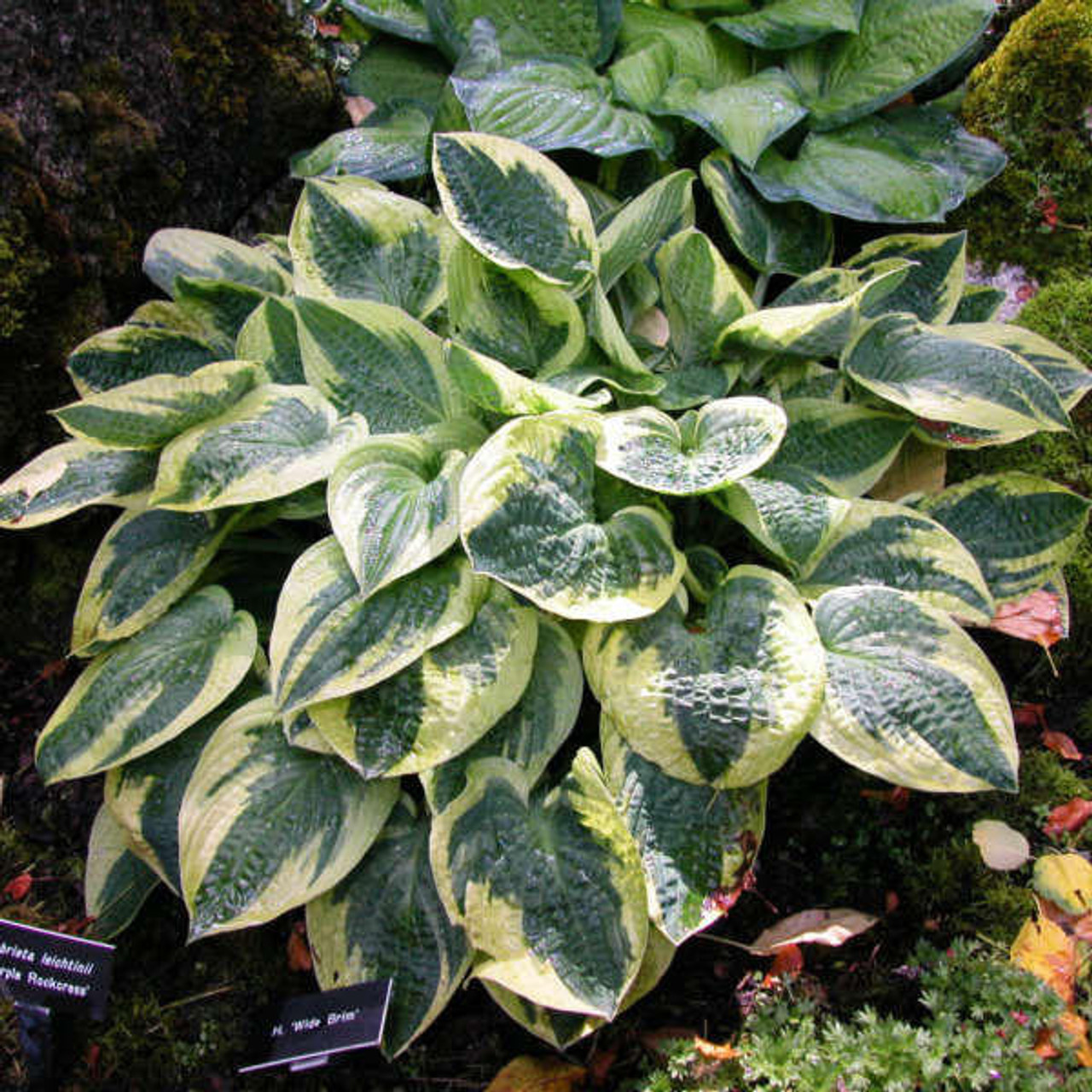 Hosta 'Wide Brim' (25) BR Plants