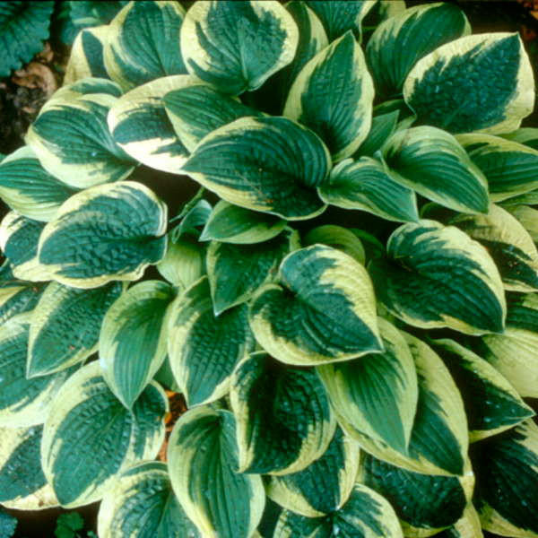 Hosta 'Wide Brim' (25) BR Plants