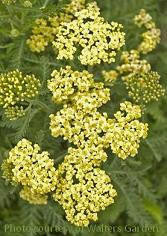 Achillea m Sunny Seduction PP20808 25 BR Plants