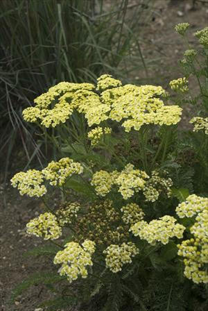 Achillea m Sunny Seduction PP20808 25 BR Plants