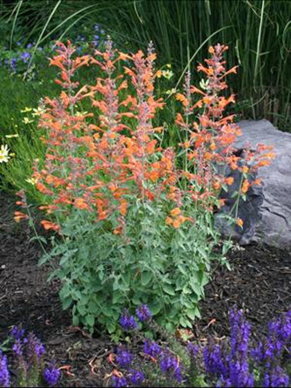 Agastache a Apricot Sprite 30ct Flat