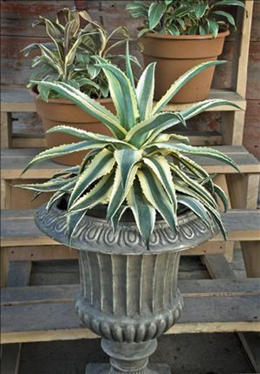 Agave Cornelius 20ct Flat