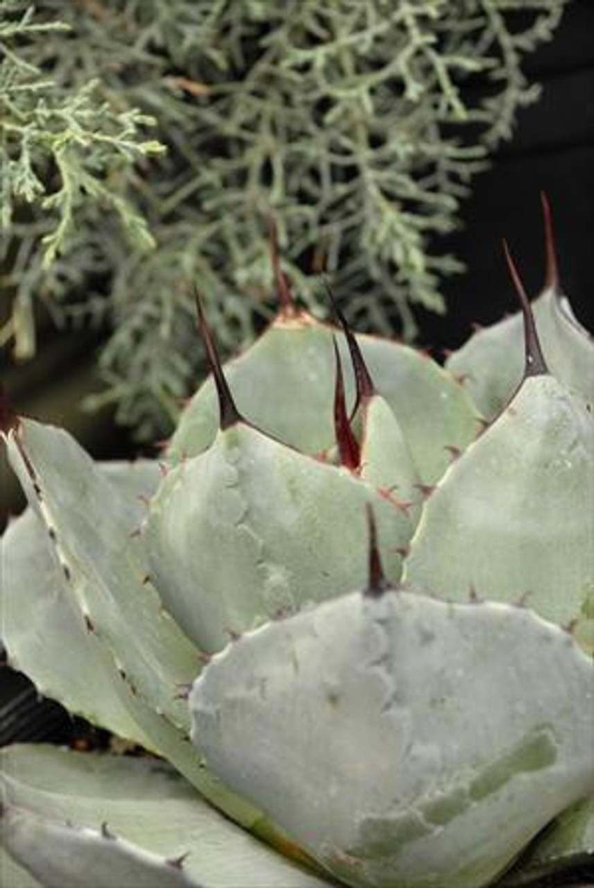 Agave parryi ssp. truncata - Perennial Plant Sale shipped from