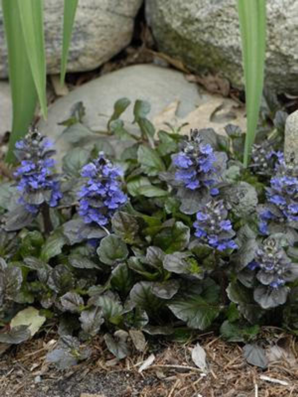 Ajuga reptans 'Black Scallop' - Perennial Plant Sale shipped from