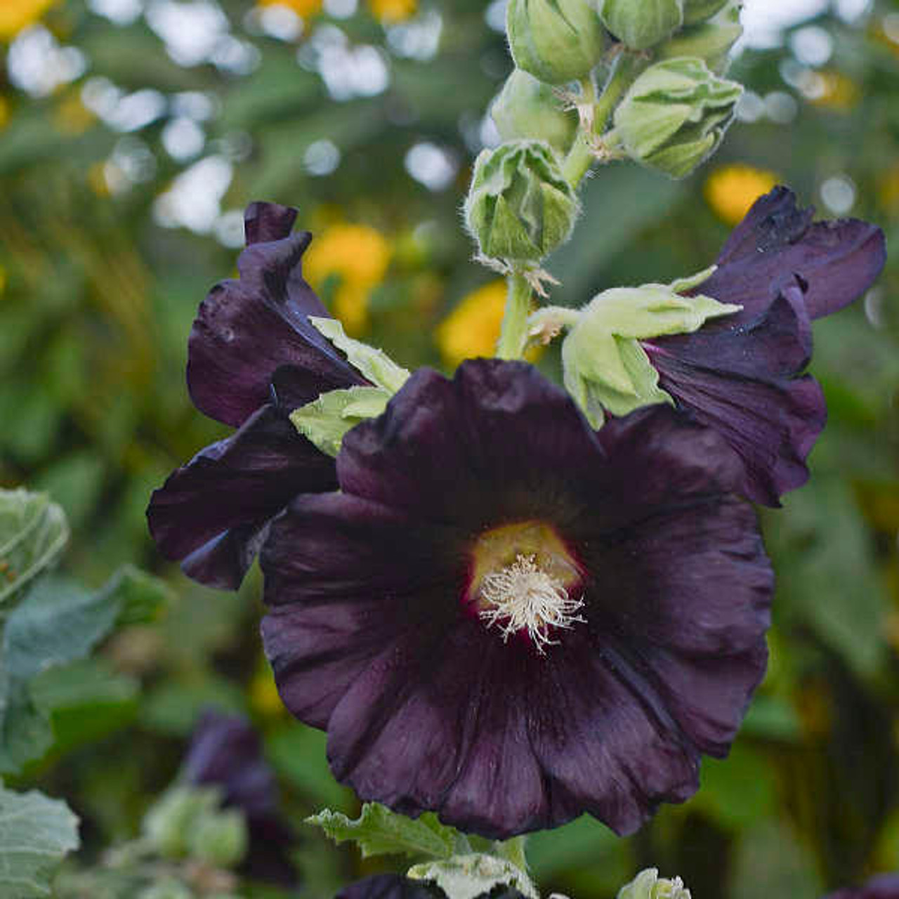 Alcea rosea 'Blacknight' (30)ct Flat