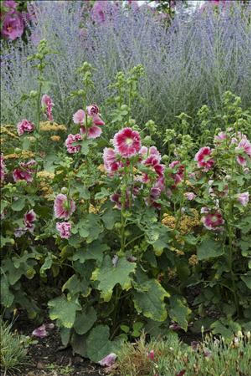 Alcea rosea Fiesta Time 30ct Flat