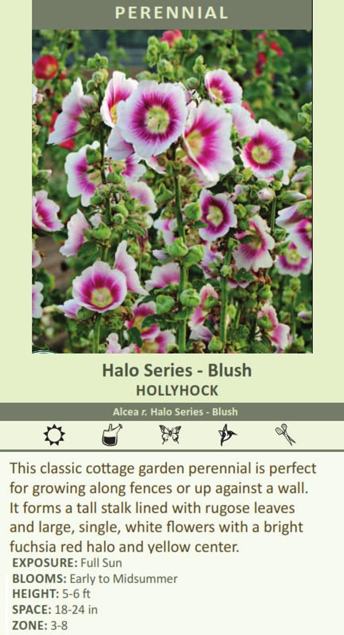Alcea rosea Halo Series - Blush 30ct Flat