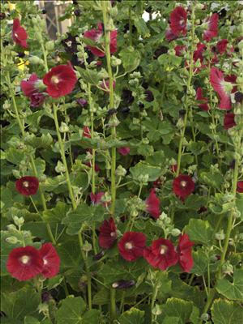 Alcea rosea Mars Magic 30ct Flat