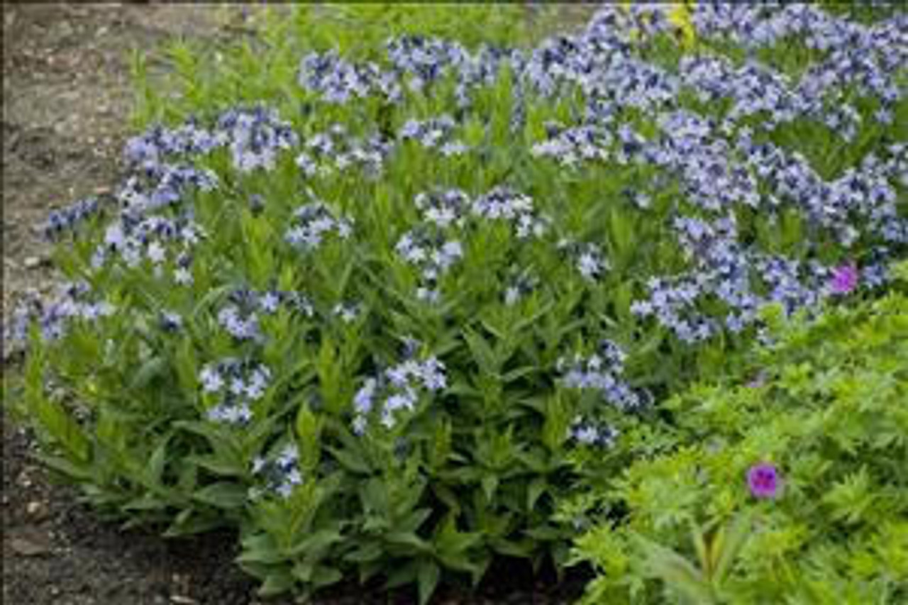 Amsonia Blue Ice 25 BR Plants