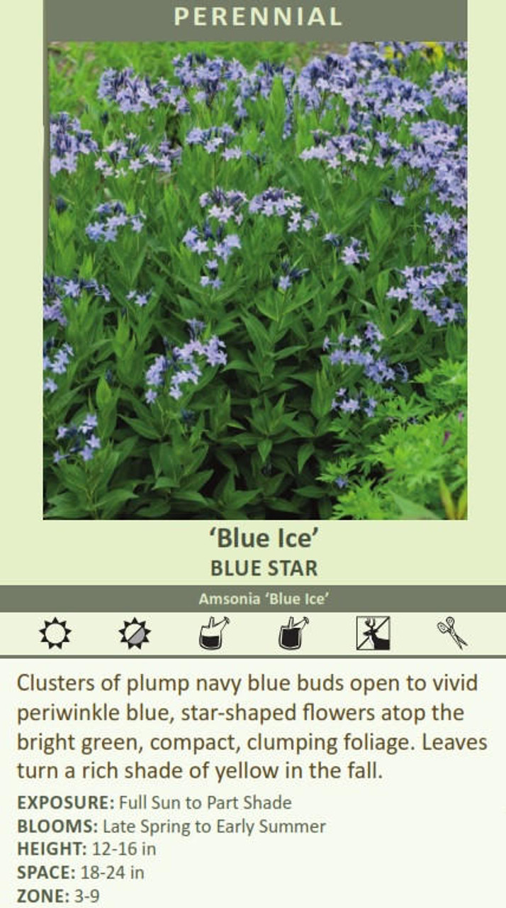 Amsonia Blue Ice 25 BR Plants