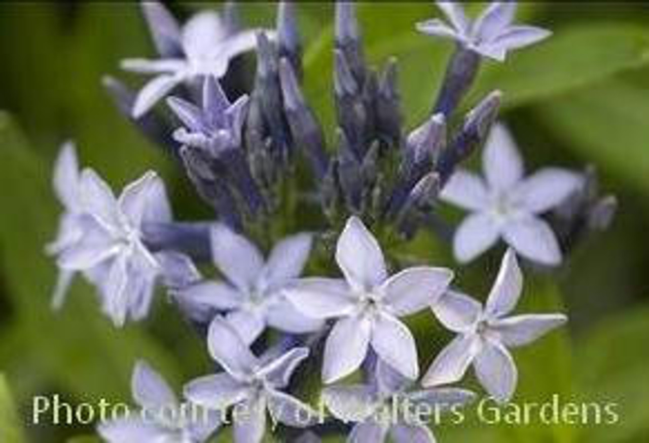 Amsonia Blue Ice 25 BR Plants