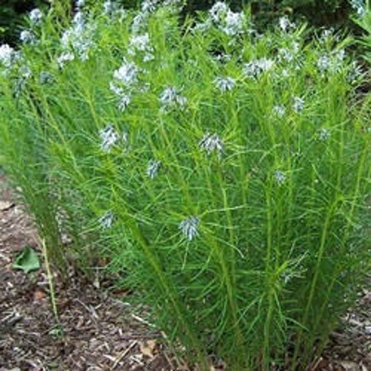 Amsonia hubrichtii Bluestar 25 BR Plants