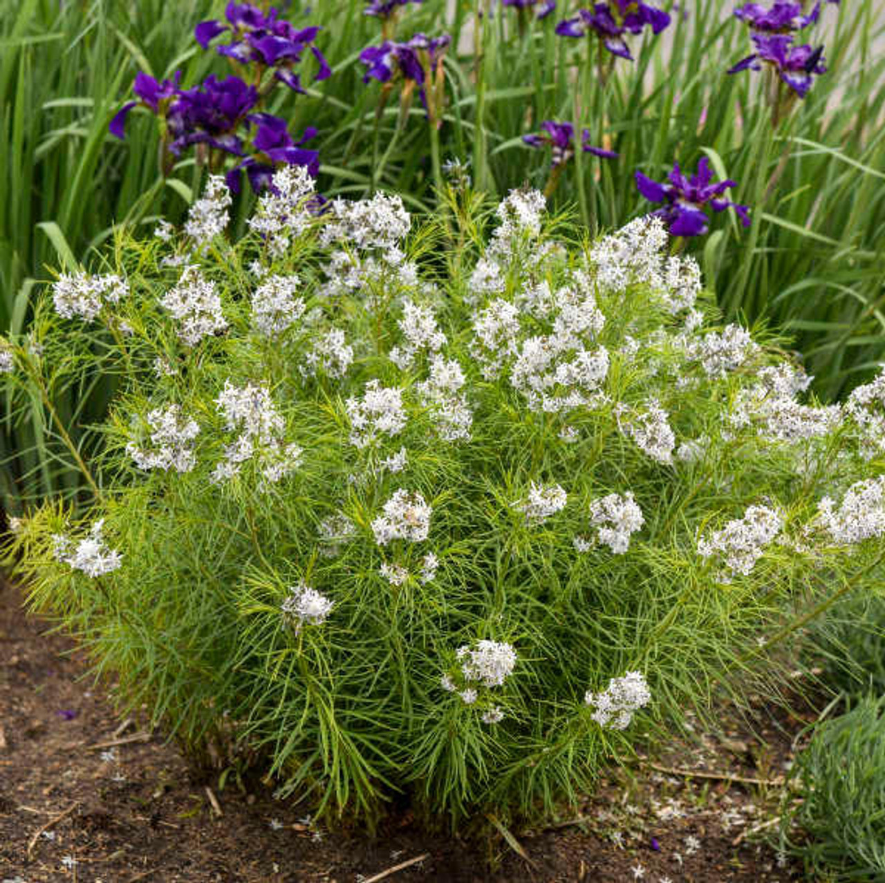 Amsonia hubrichtii 'Bluestar' (25) BR Plants