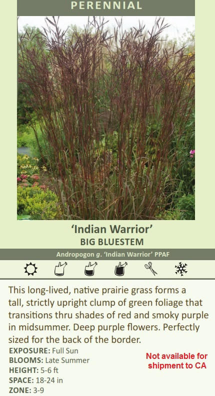 Andropogon g Indian Warrior PPAF 20ct Flat