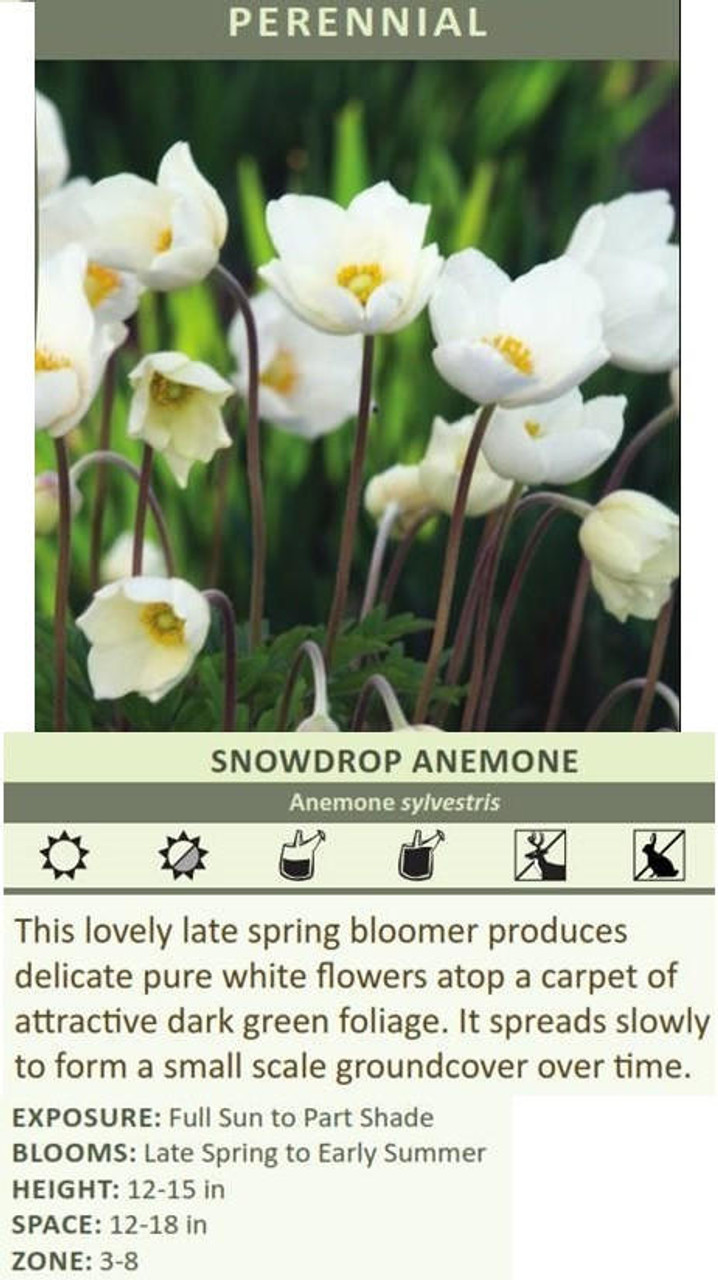 Anemone sylvestris 30ct Flat