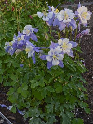 Aquilegia Blue Bird 30ct Flat
