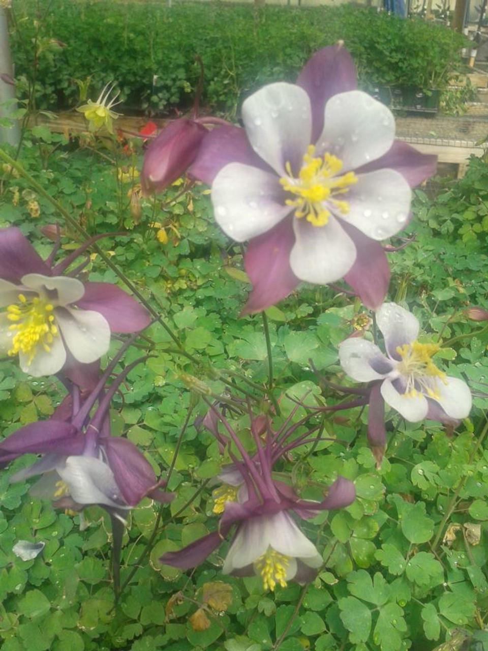 Aquilegia x caerulea Origami Mix 30ct Flat