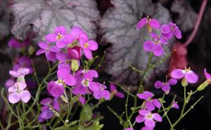 Arabis c LITTLE TREASURE TM Deep Rose 30ct Flat