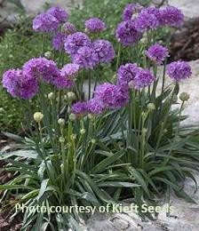 Armeria p. 'Ballerina Lilac' shipped from Grower to your door