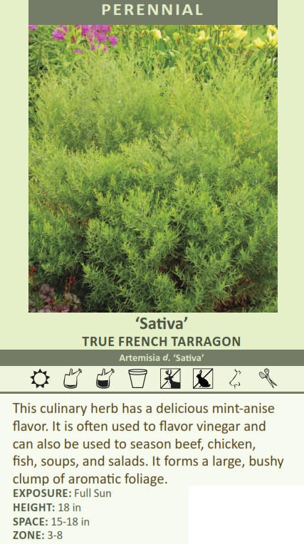 Artemisia dracunculus Sativa 25 BR Plants