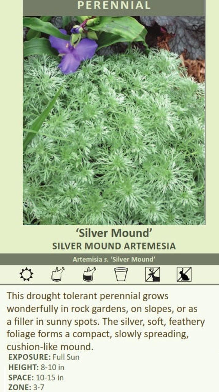 Artemisia schmidtiana Silver Mound 25 BR Plants