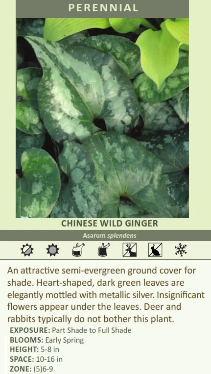 Asarum splendens 30ct Flat