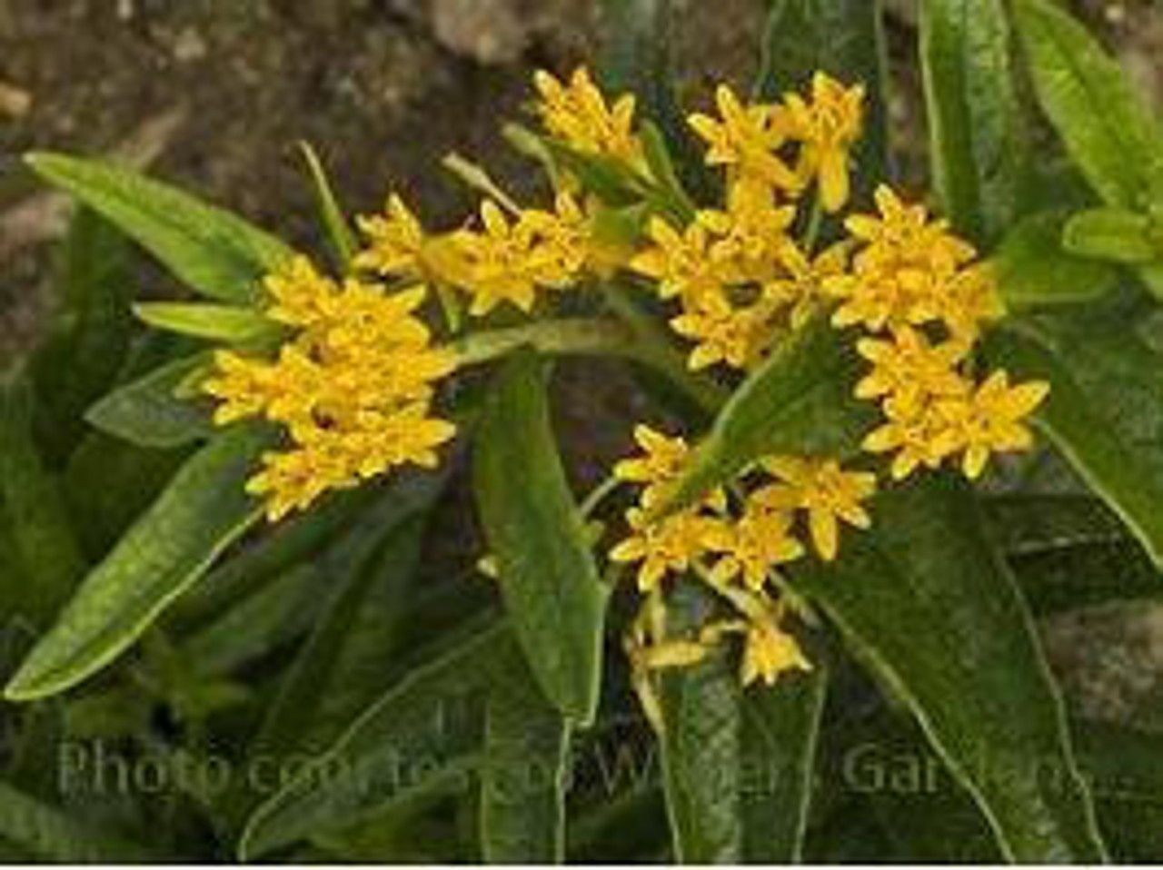 Asclepias t Hello Yellow 30ct Flat