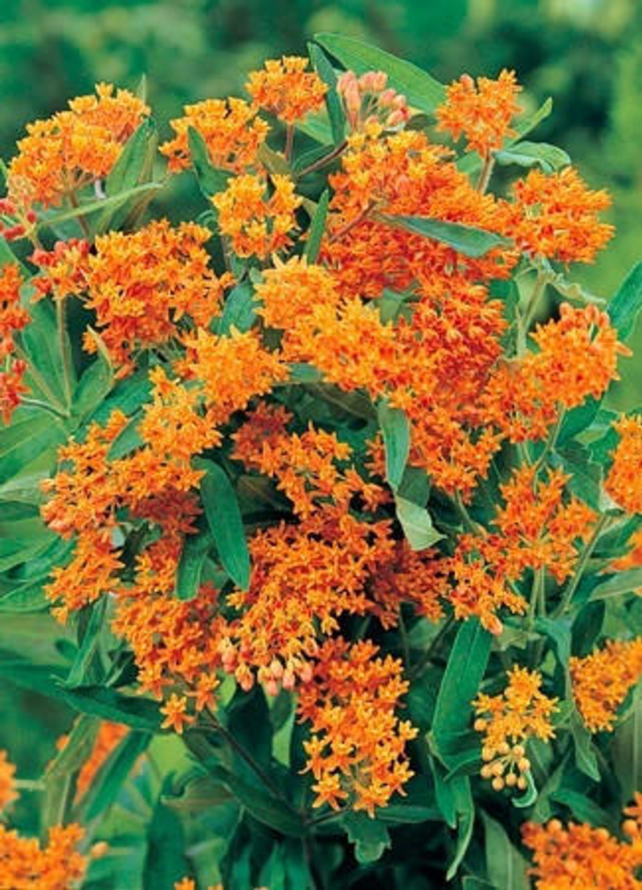 Asclepias tuberosa 30ct Flat