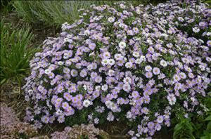 Aster KICKIN TM Pink Chiffon 25 BR Plants