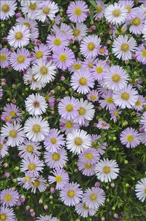 Aster KICKIN TM Pink Chiffon 25 BR Plants