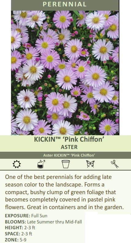 Aster KICKIN TM Pink Chiffon 25 BR Plants
