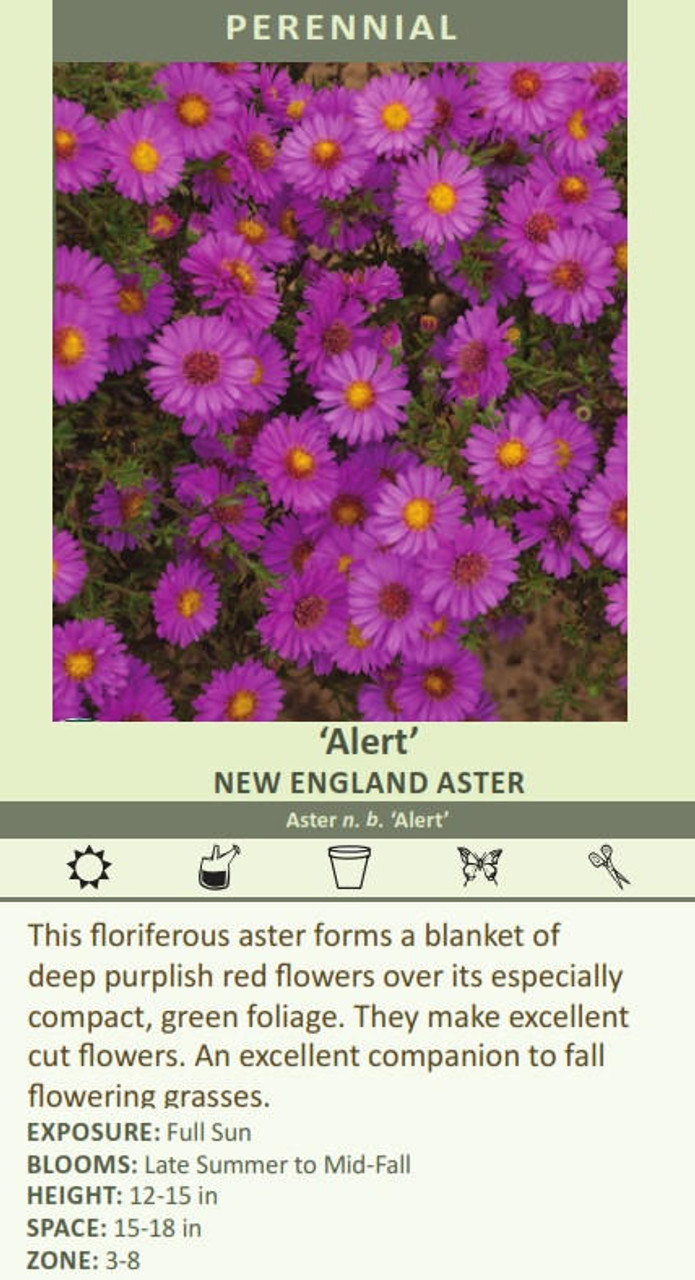 Aster novi-belgii Alert 25 BR Plants