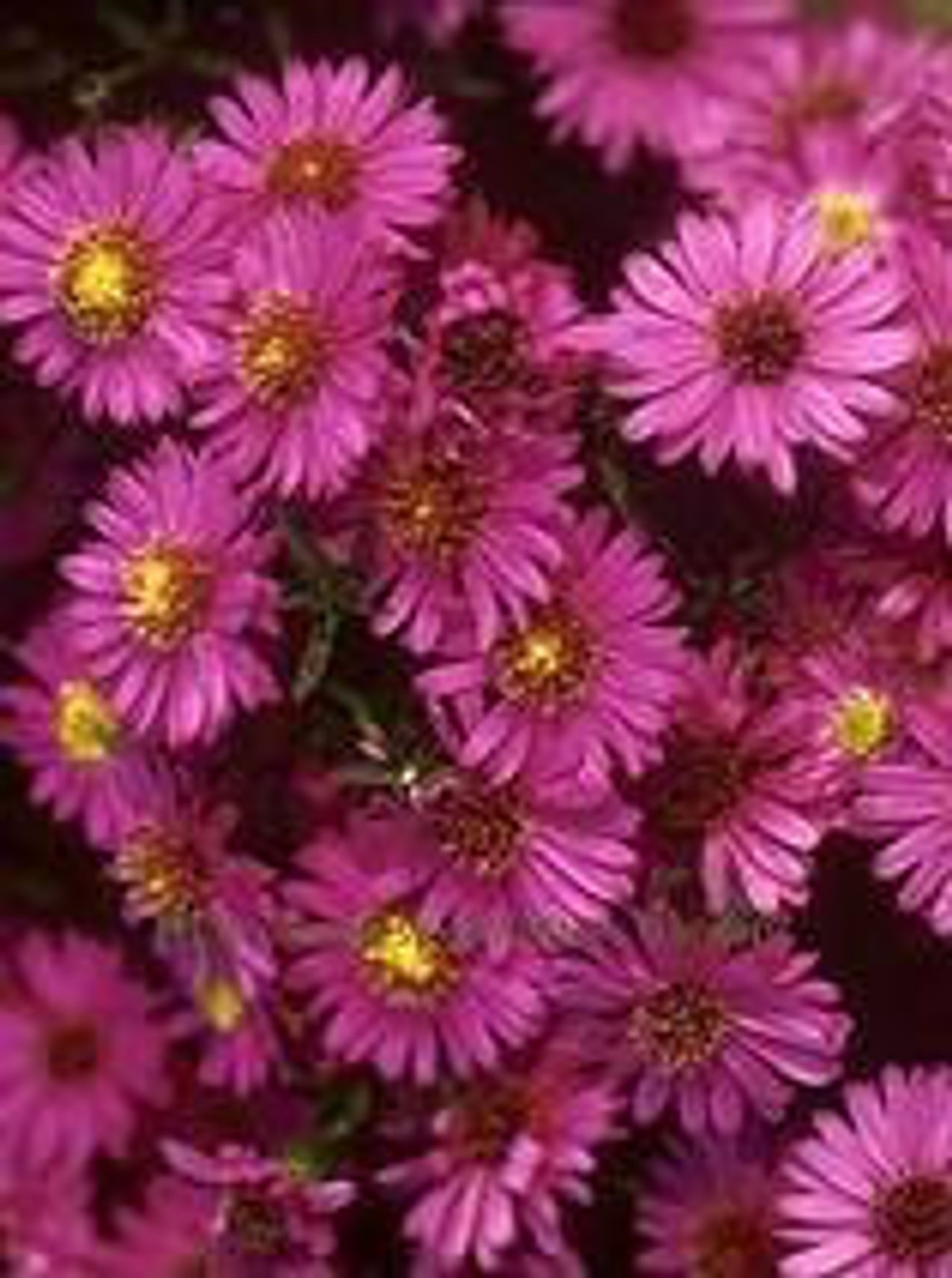 Aster novi-belgii Alert 25 BR Plants