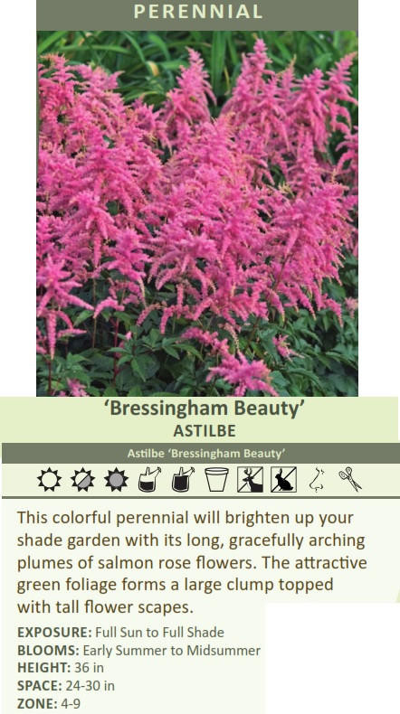 Astilbe Bressingham Beauty Perennial Plant Sale Bloomin Designs Nursery