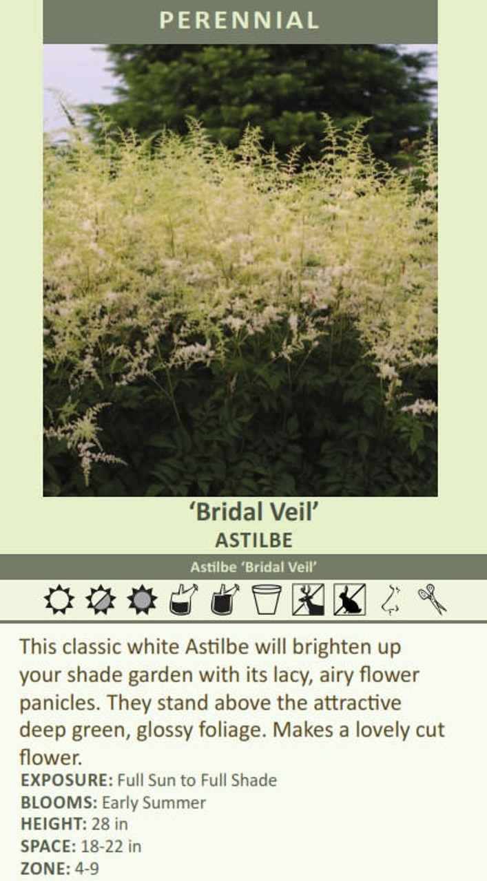 Astilbe Bridal Veil Brautschleier 25 BR Plants