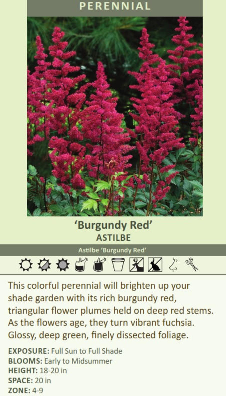 Astilbe Burgundy Red Burgunderrot 25 BR Plants