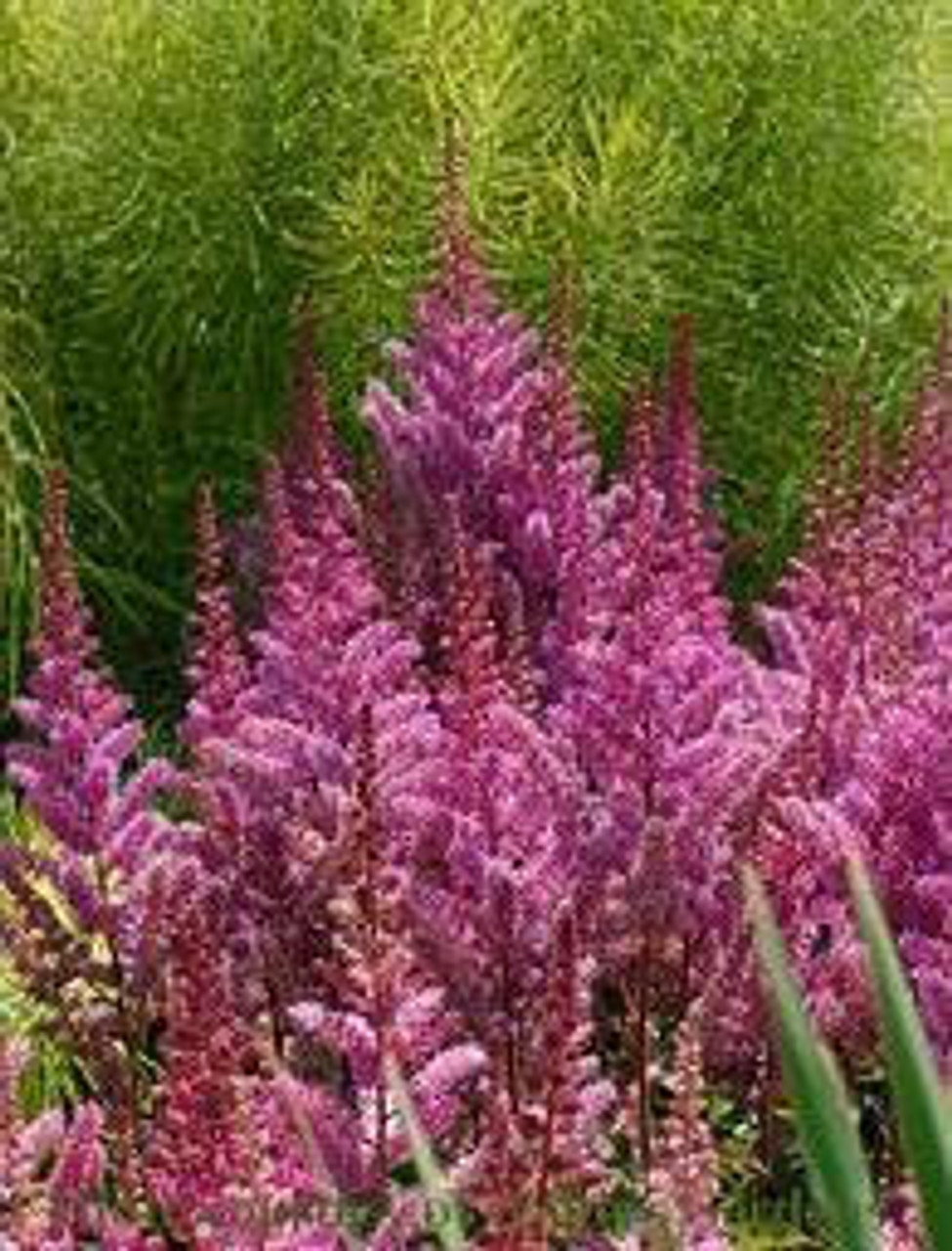 Astilbe chinensis Maggie Daley 25 BR Plants