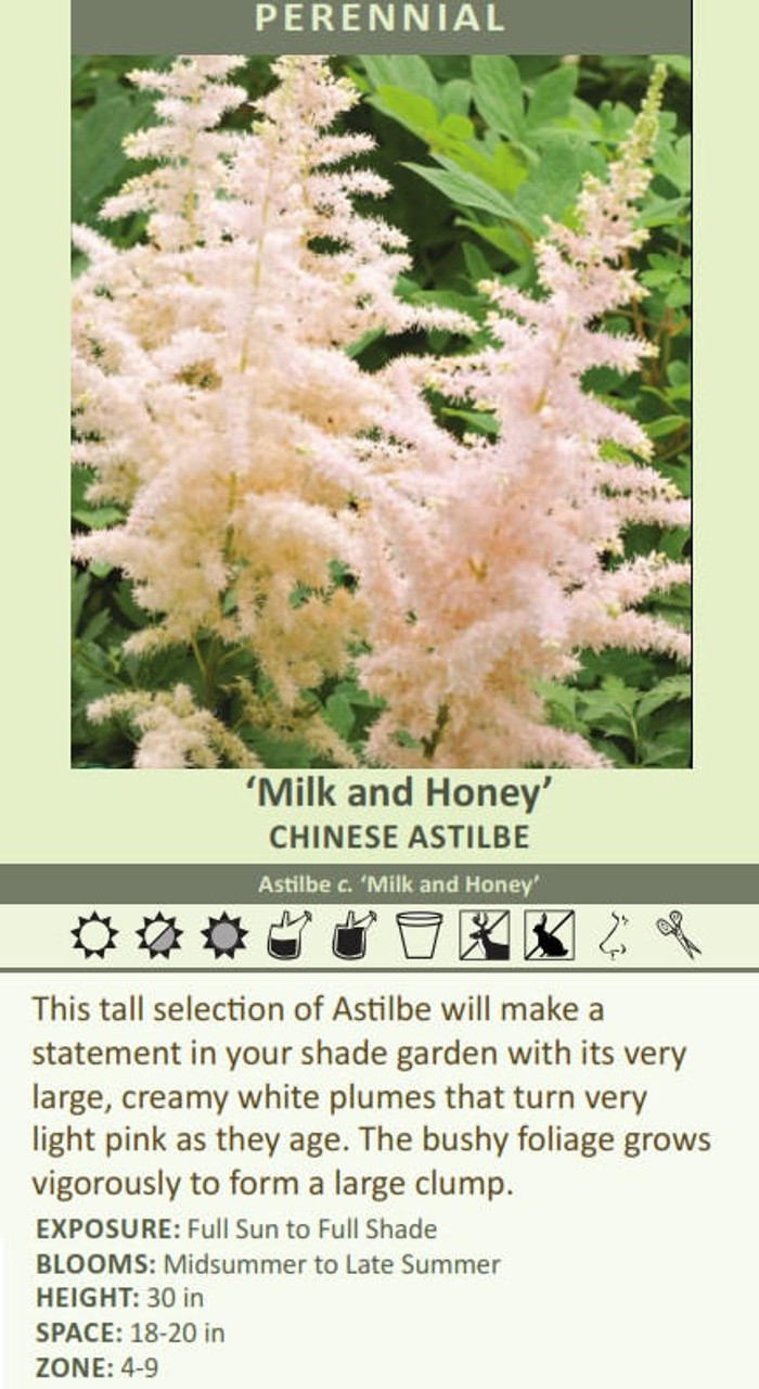 Astilbe chinensis Milk and Honey 25 BR Plants