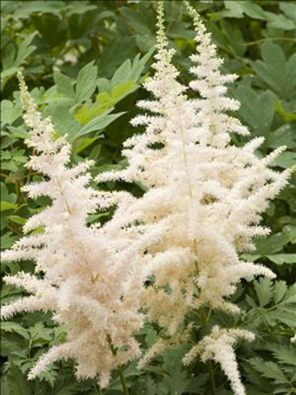 Astilbe chinensis Milk and Honey 25 BR Plants