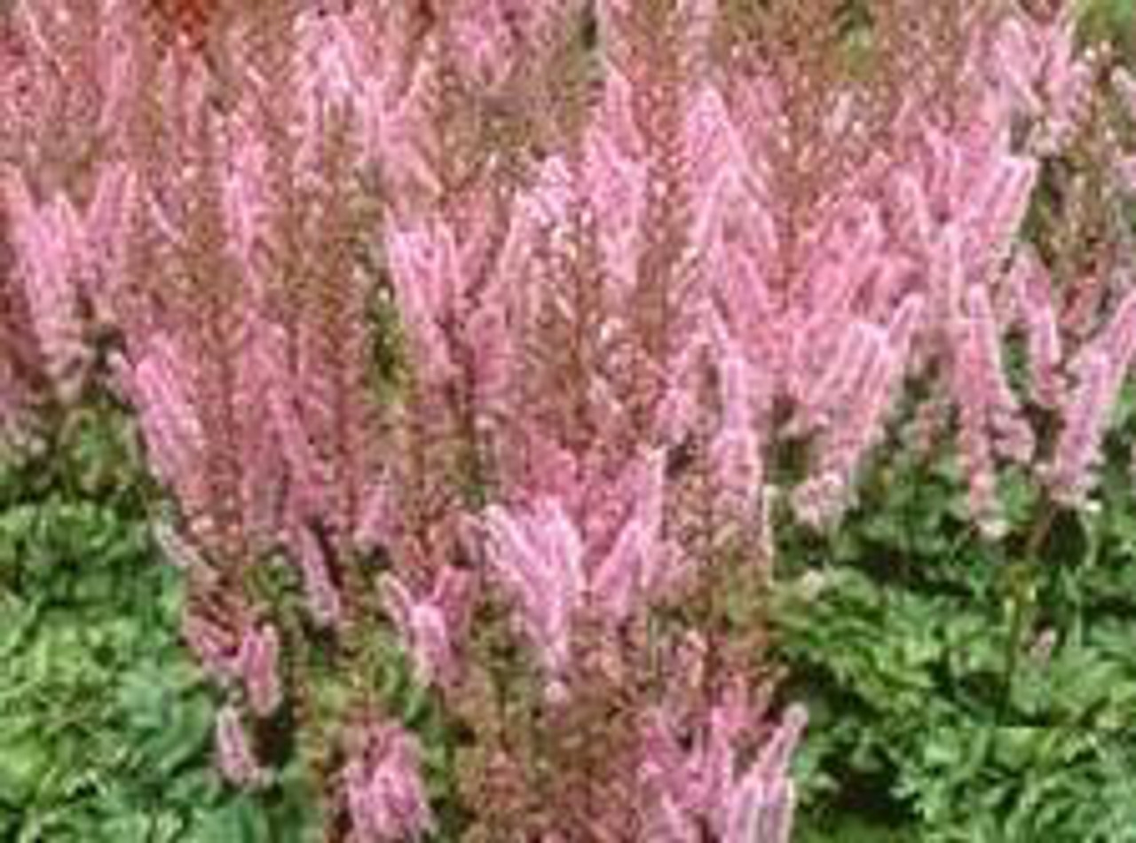 Astilbe chinensis Pumila 25 BR Plants