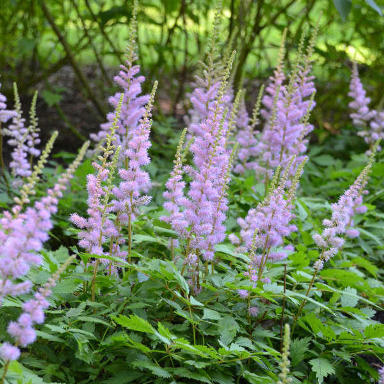 Astilbe chinensis 'Pumila' (25) BR Plants