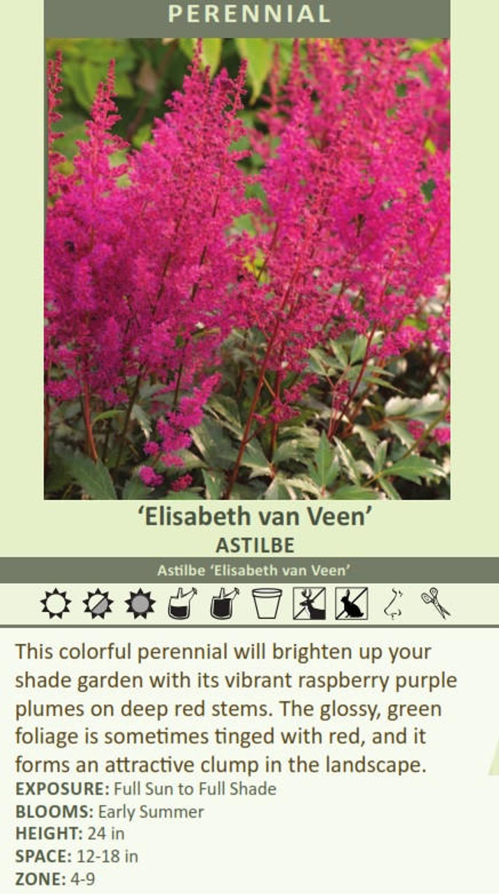 Astilbe Elisabeth van Veen 25 BR Plants