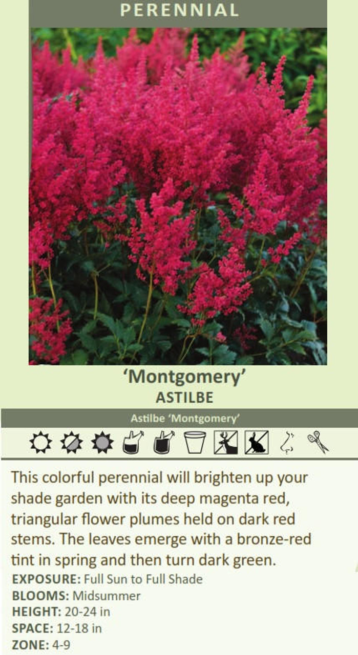 Astilbe Montgomery 25 BR Plants