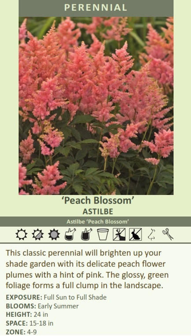 Astellu0026Kern SR15 peach blossom-