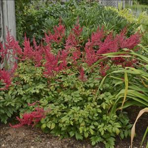 Astilbe Radius 25 BR Plants