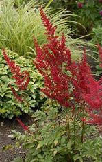 Astilbe Radius 25 BR Plants